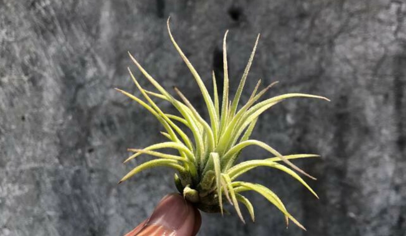 空氣鳳梨照顧 空氣鳳梨照顧