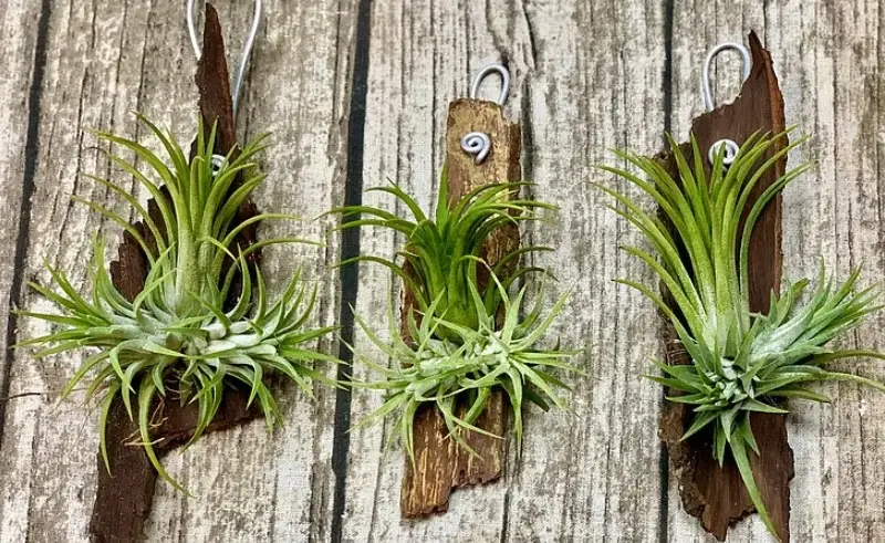 空氣鳳梨推薦 空氣鳳梨推薦