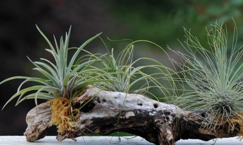 空氣鳳梨照顧 空氣鳳梨照顧