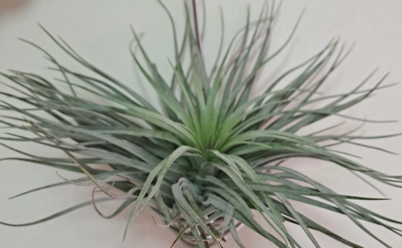 空氣鳳梨照顧 空氣鳳梨照顧