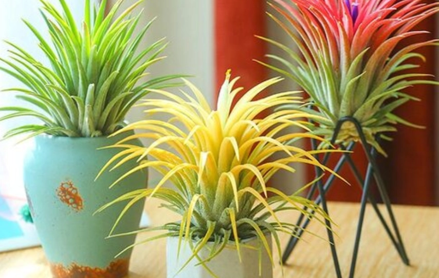 空氣鳳梨推薦 空氣鳳梨推薦