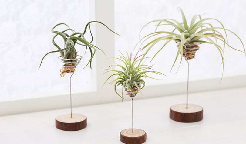 空氣鳳梨品種圖鑑：新手入門首選與專家推薦的10大經典款