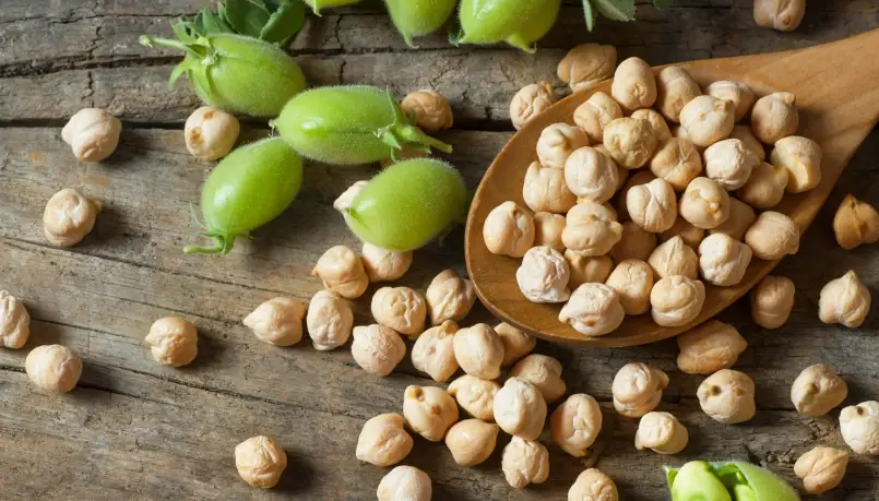 鷹嘴豆副作用 鷹嘴豆副作用