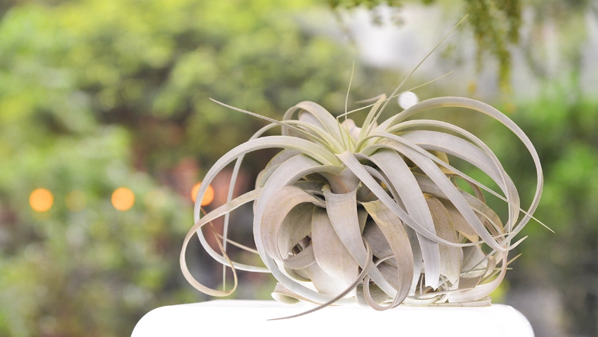 空氣鳳梨推薦 空氣鳳梨推薦