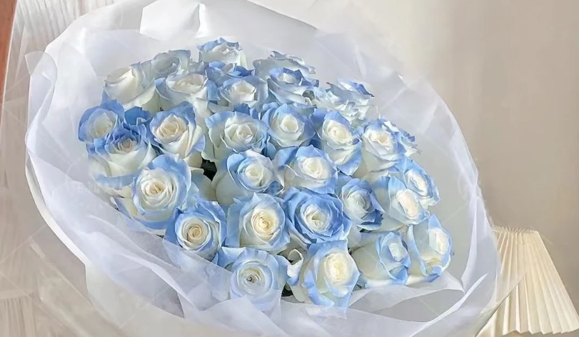 碎冰藍玫瑰送禮