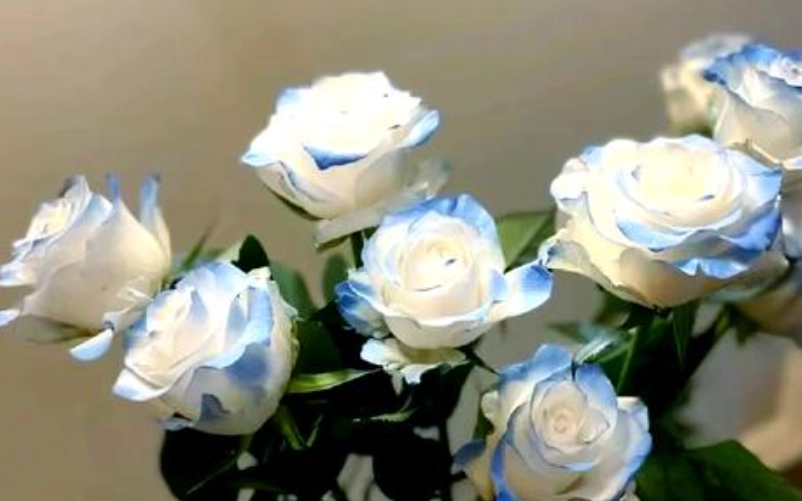 碎冰藍玫瑰價格