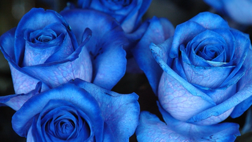 藍色薔薇購買
