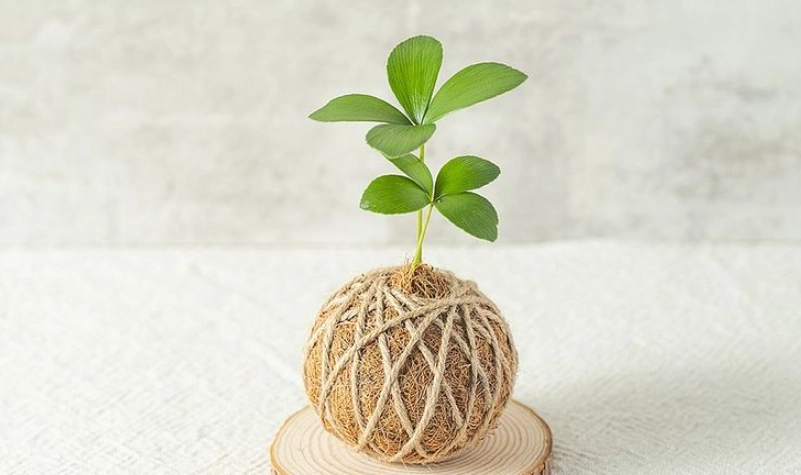 苔球照顧完整指南：從基礎到進階的養護秘訣