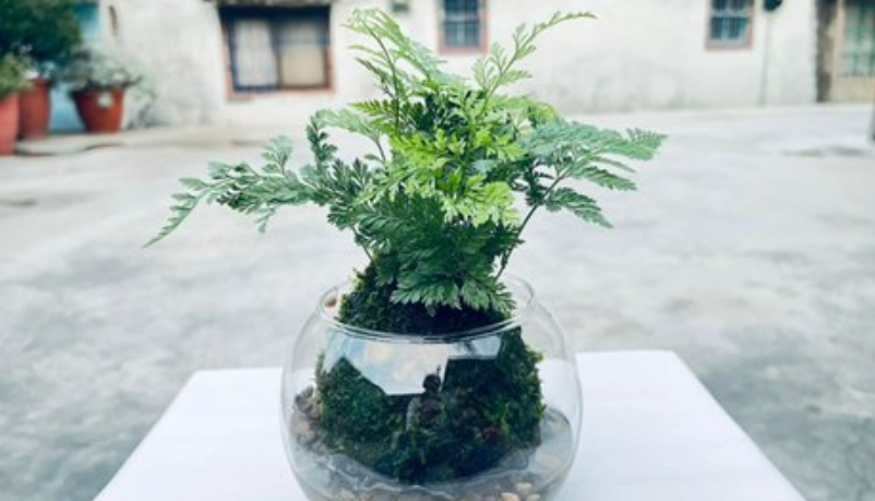 苔球植物 苔球植物
