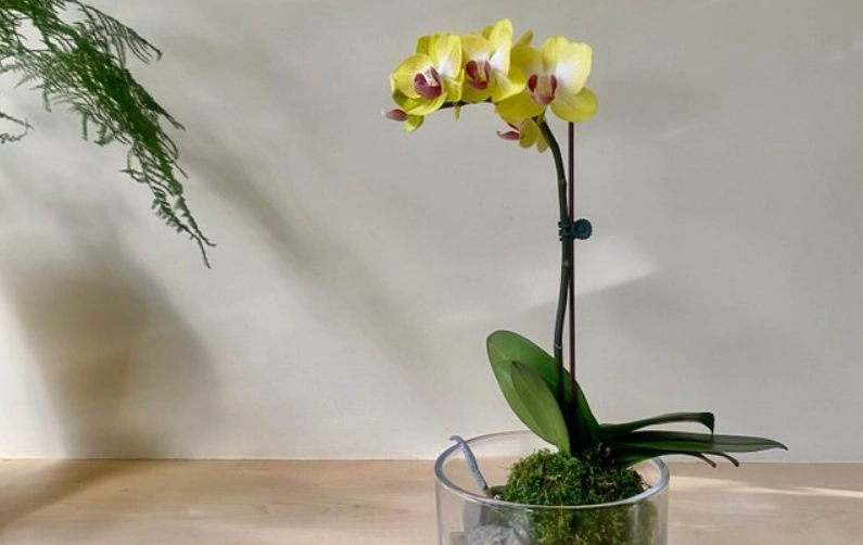 蝴蝶蘭苔球 蝴蝶蘭苔球