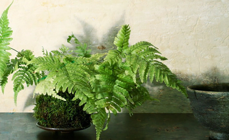 苔球製作 苔球製作