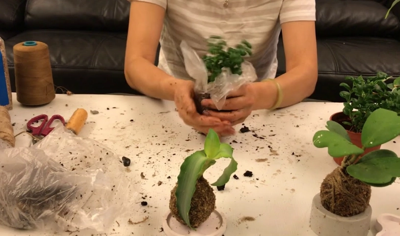 苔球植物 苔球植物