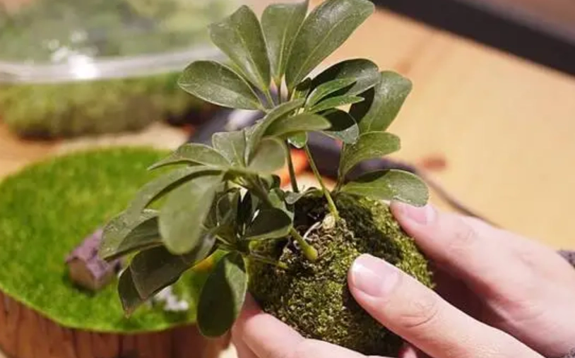 苔球製作 苔球製作