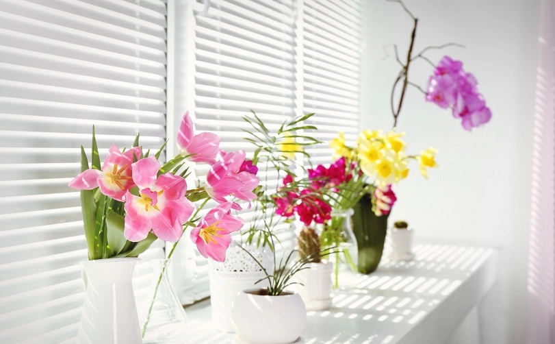 蝴蝶蘭苔球 蝴蝶蘭苔球