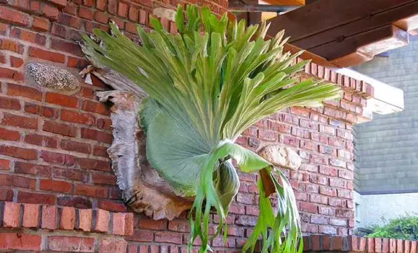 鹿角蕨對人體好處 鹿角蕨對人體好處