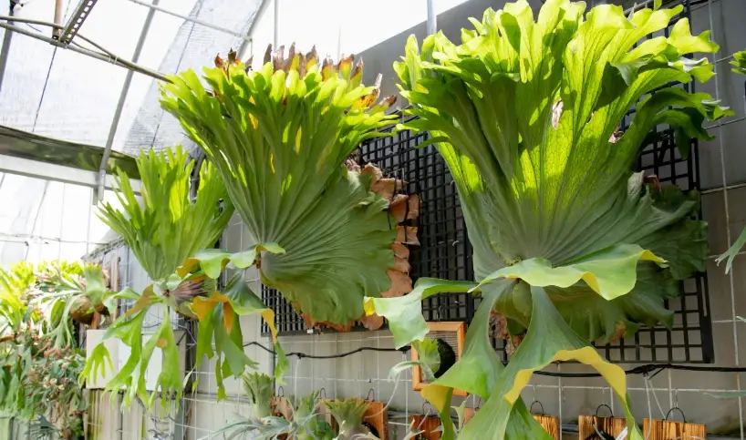 鹿角蕨好處全解析：淨化空氣、療癒心靈到空間美化一次掌握