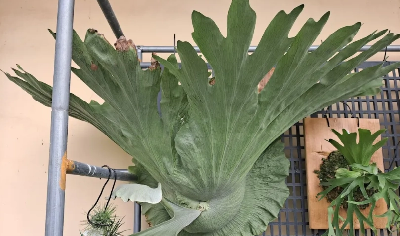 鹿角蕨優點 鹿角蕨優點