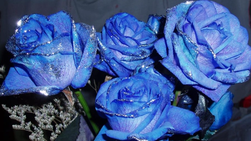 藍玫瑰花束 價格