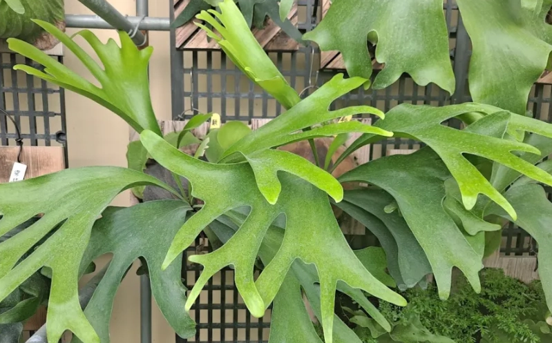 鹿角蕨優點 鹿角蕨優點