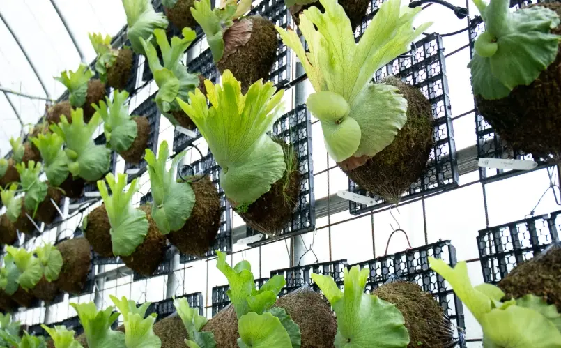 鹿角蕨對人體好處 鹿角蕨對人體好處