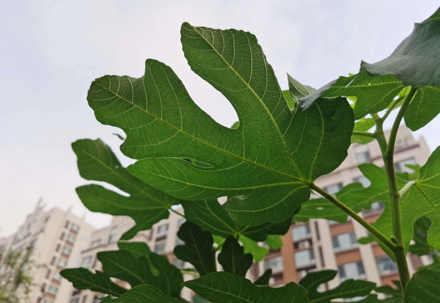 無花果乾升糖指數