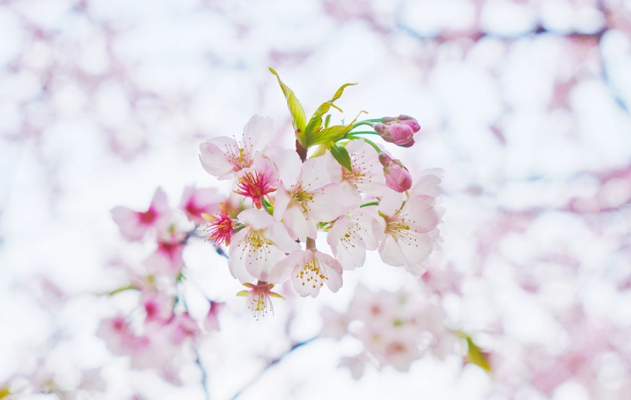 淡粉色花景點 淡粉色花景點