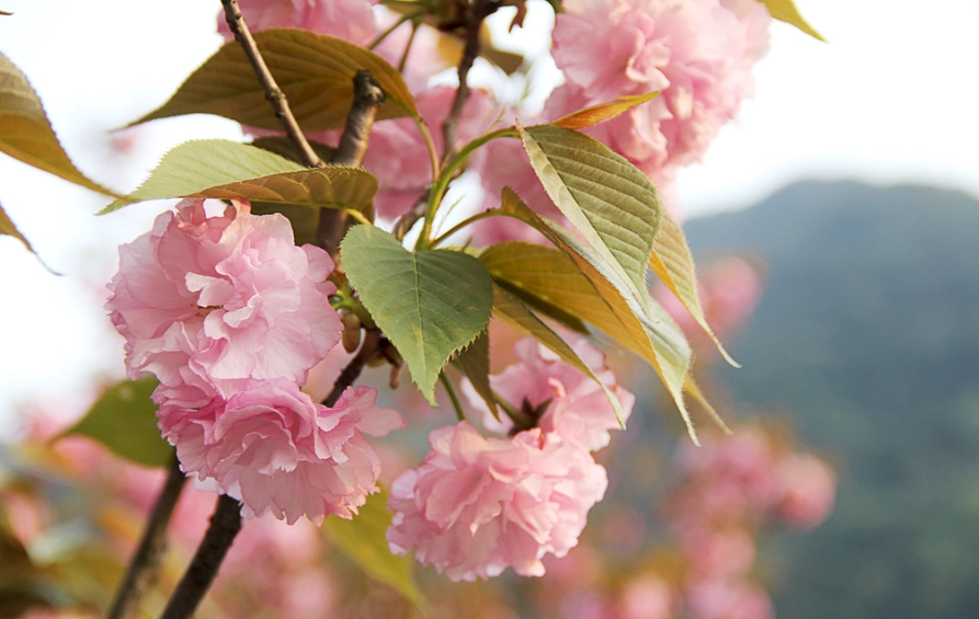 淡粉色花卉品種 淡粉色花卉品種