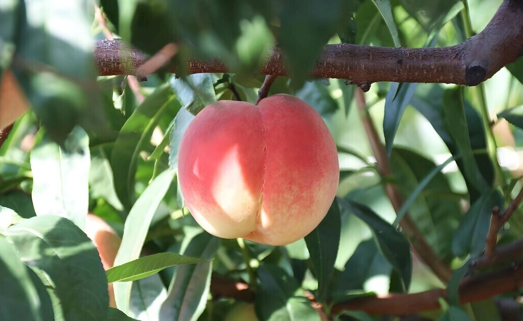 水蜜桃挑選技巧