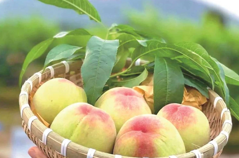 日本水蜜桃品種 日本水蜜桃品種