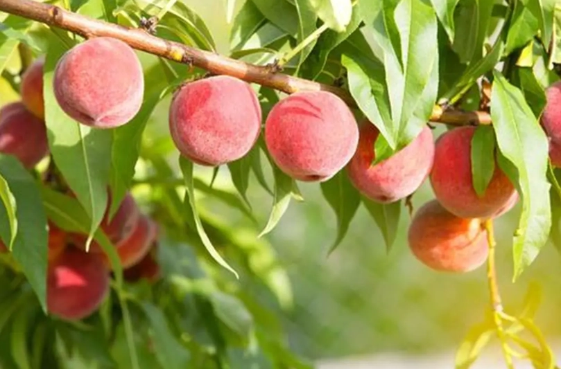 水蜜桃品種介紹 水蜜桃品種介紹