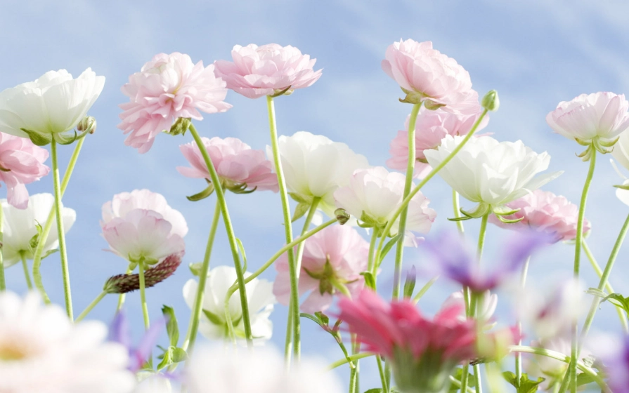 粉嫩色花拍照 粉嫩色花拍照