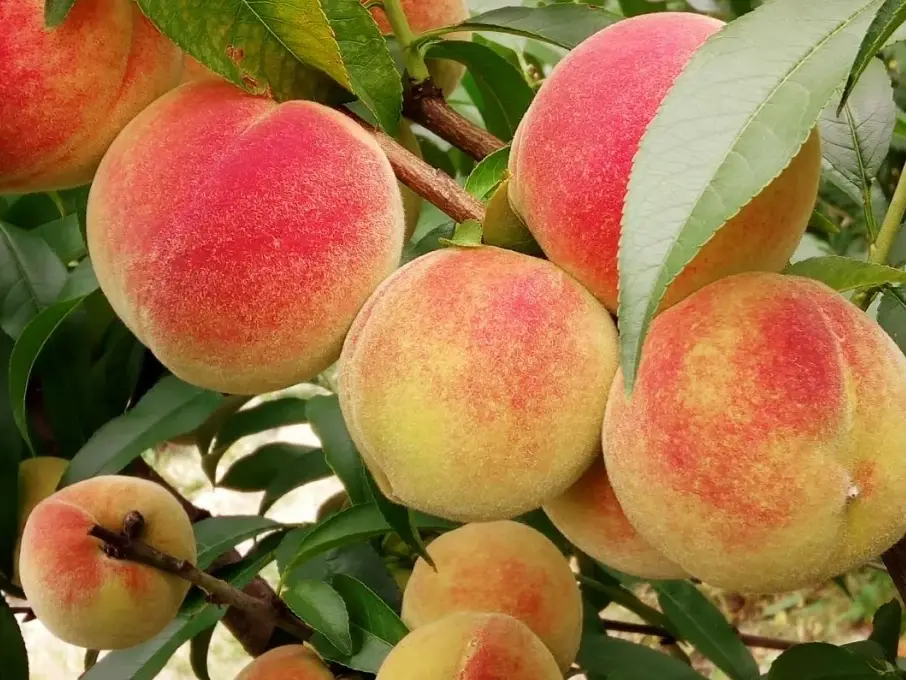 水蜜桃挑選技巧