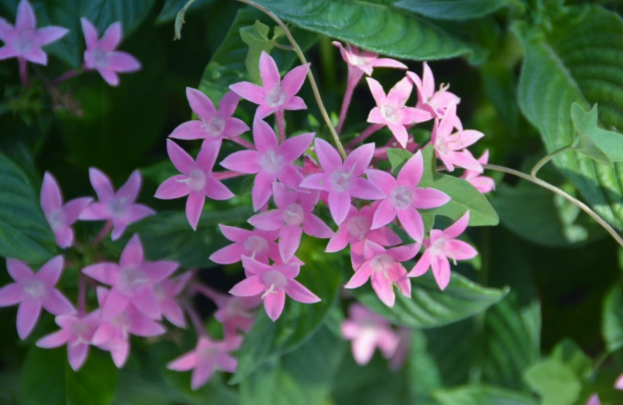 淡粉色花景點 淡粉色花景點
