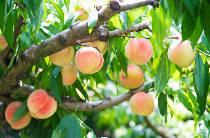 日本水蜜桃哪裡買