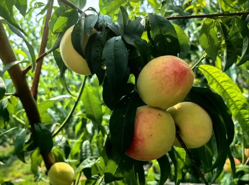 水蜜桃產地推薦 水蜜桃產地推薦