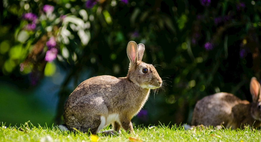 灰兔毛製品選購