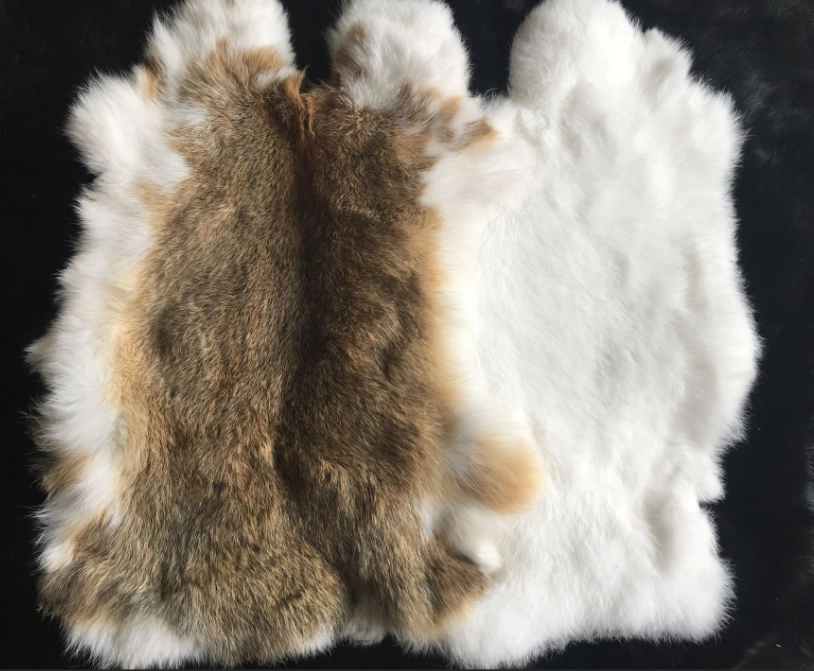 寵物兔顏色標準 寵物兔顏色標準