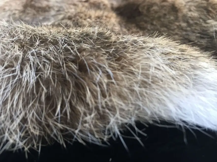 寵物兔顏色標準