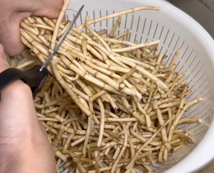 魚腥草蘋果湯做法