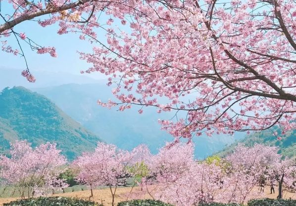 阿里山櫻花季