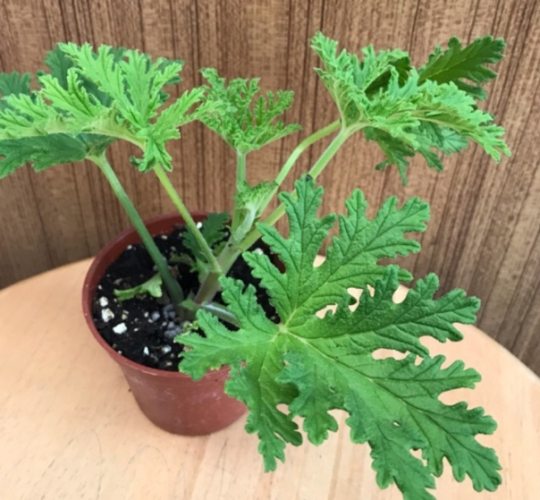 防蚊草