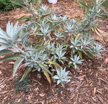 白鼠尾草用途 白鼠尾草用途