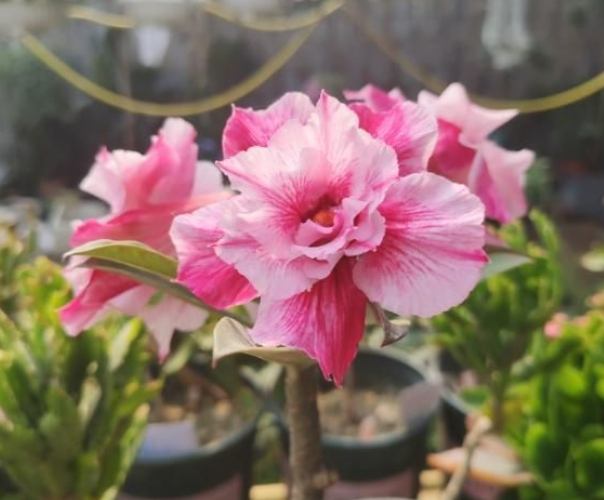 沙漠玫瑰花苞枯萎