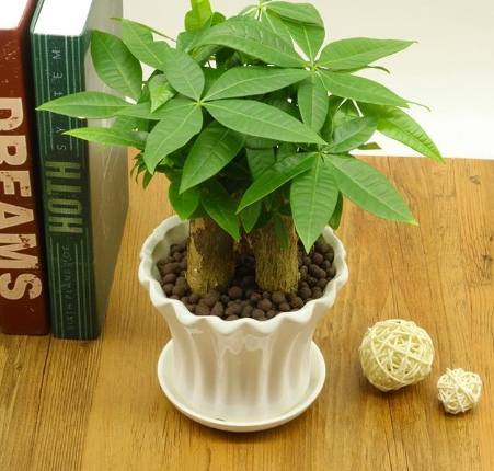 小盆栽選購指南