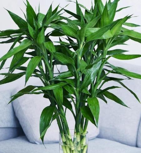 富贵竹浇水频率