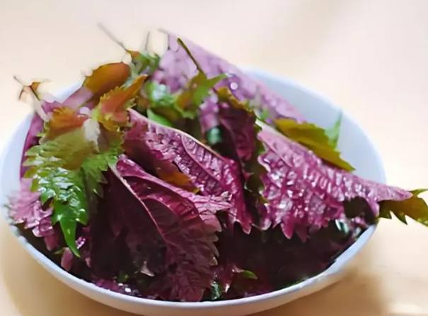 紫蘇花食用方法 紫蘇花食用方法