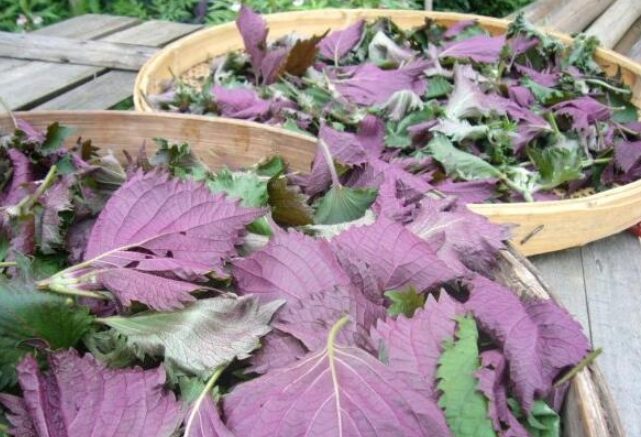 紫蘇花茶做法 紫蘇花茶做法