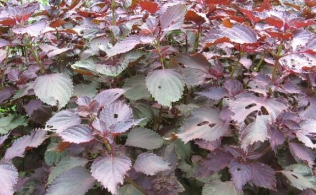 紫蘇花食用方法 紫蘇花食用方法