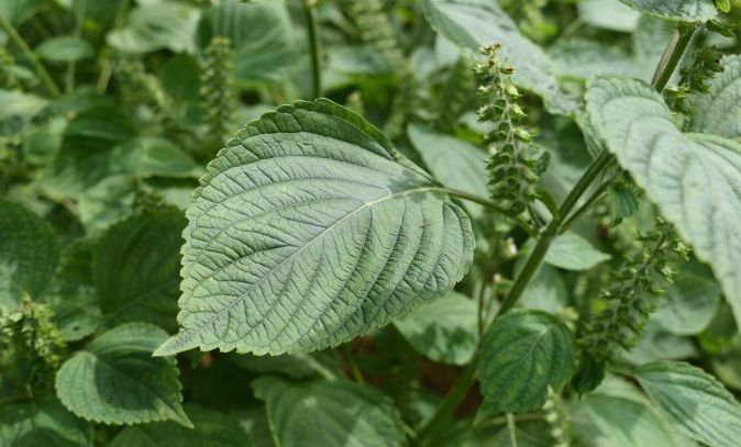 紫蘇花茶做法 紫蘇花茶做法