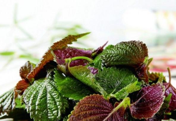 紫蘇花料理 紫蘇花料理